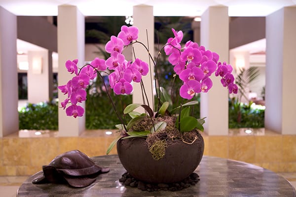 purple orchid bowl